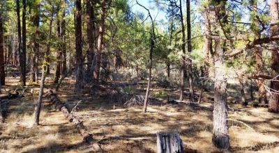 Privacy  *Trees * Southern Oregon Ferguson Mountain * OWF