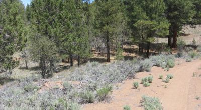 3 adjoining treed lots on cul de sac *