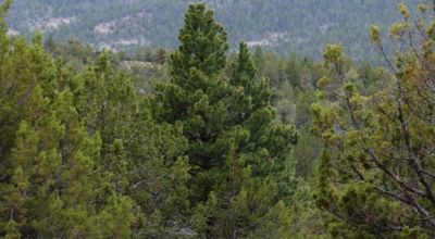 20 acres Oregon Forested Mountain land  near Lakeview & Drews Gap Summit