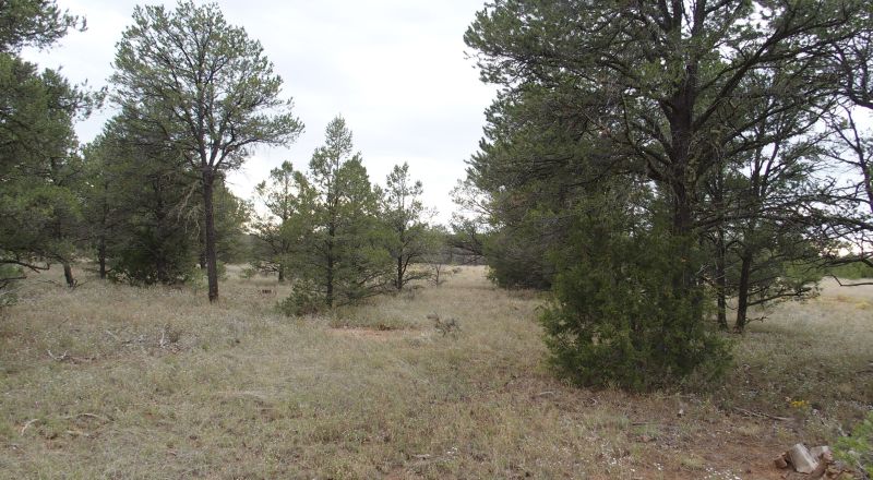 Secluded New Mexico  Land  Trees - Meadows - Roads - Peace & Quiet