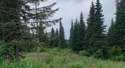 Trees and Meadows 5+ acres near Anchor Point & Homer Alaska
