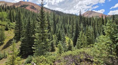 Ouray Colorado -  Red Mountain Mining District- 10 Acres Treed Mountain land