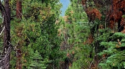 Near Bly Mountain Pass - Huge Trees, Huge Views - Residential Homesite in the trees