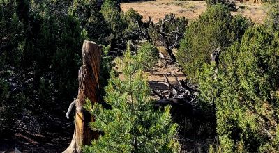 Treed Parcel - Arroyo at Back Property Line - Views - Near 2 Lakes