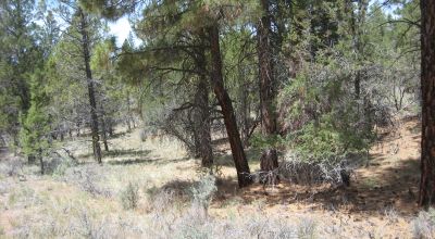 3 adjoining treed lots on cul de sac *