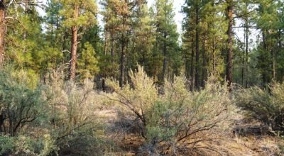 Pristine Forest land - Heavily treed - Park like settings - 2 adjoining parcels  - 40 total acres