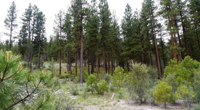 40 acre Forested parcel includes base of the hill and part of the hill - Views Trees