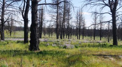 REDUCED * 2 adjoining lots Klamath County Oregon * burned in Fire several years ago.