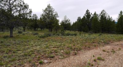 40 acre Forested parcel includes base of the hill and part of the hill - Views Trees
