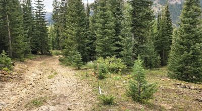 Ouray Colorado -  Red Mountain Mining District- 10 Acres Treed Mountain land