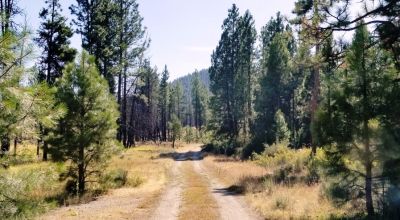 Privacy  *Trees * Southern Oregon Ferguson Mountain * OWF