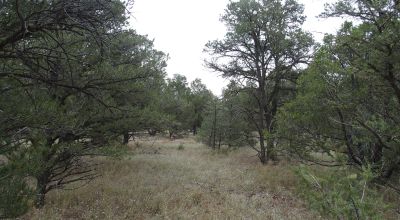 Secluded New Mexico  Land  Trees - Meadows - Roads - Peace & Quiet