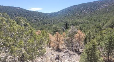 Santa Fe County New Mexico 5 acres in the Mountains - Seasonal Creeks