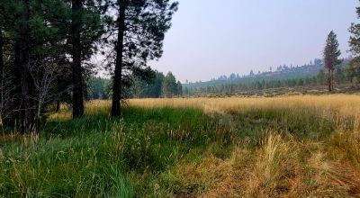 Private 481 acres - 3 sides Winema National Forest - Cooks Canyon - Pines Aspens Spruce Firs