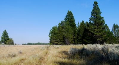 Remote - Island of Trees and Wet Weather Creek