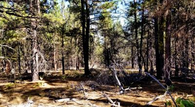 Privacy  *Trees * Southern Oregon Ferguson Mountain * OWF
