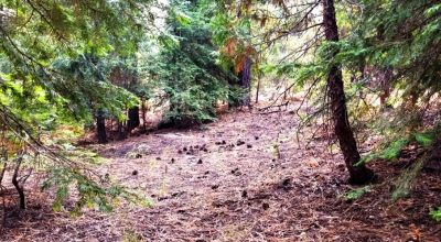 Heavily Forested property with incomplete steel pole metal roof shed/barn