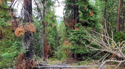 Near Bly Mountain Pass - Huge Trees, Huge Views - Residential Homesite in the trees
