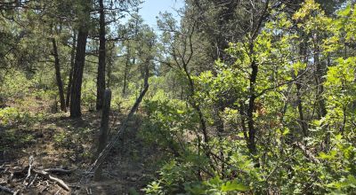 New Mexico Forested Mountain land - Borders Santa Fe National Forest & BLM Lands