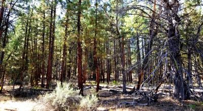 Privacy  *Trees * Southern Oregon Ferguson Mountain * OWF