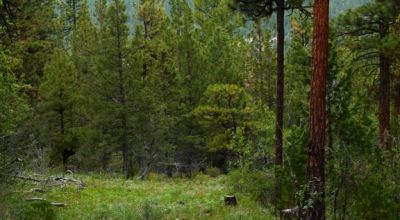 Southern Oregon Forested 10 acres - Trees - Views