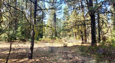 Huge trees. Wet weather stream in back * Fixer upper  or Tear it down and start over again