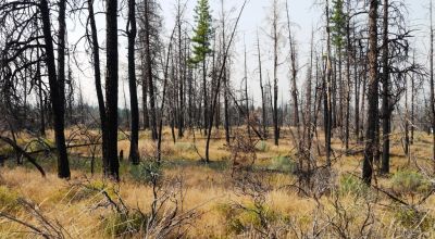 2 adjoining undeveloped residential Lots near Beatty Oregon  * REDUCED due to fire several years ago