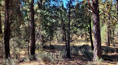 Trees - Meadows - Small Stream - Aspens