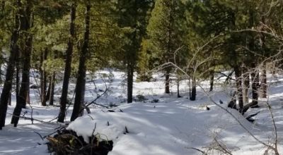 Lots of Trees - Large parcel near Bly Mountain Pass Oregon