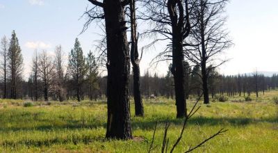REDUCED * 2 adjoining lots Klamath County Oregon * burned in Fire several years ago.