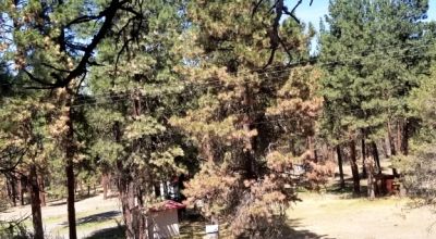 Bonanza Oregon land - 2 adjoining lots with Trees - Power at Road