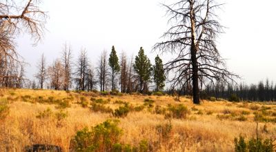 REDUCED * 2 adjoining lots Klamath County Oregon * burned in Fire several years ago.