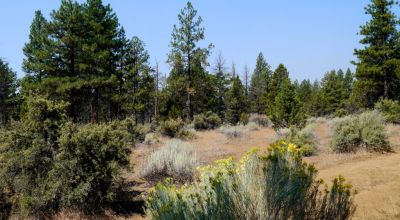 Southern Oregon Sprague River - Trees - Power - Main Road Access