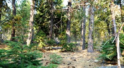 3 adjoining Lots - Trees Trees Trees - Quiet and Seclusion