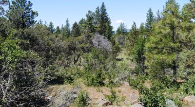 3 adjoining Residential Lots * buy 1 or all 3 * Trees * mobiles allowed