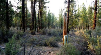 Pristine Forest land - Heavily treed - Park like settings - 2 adjoining parcels  - 40 total acres