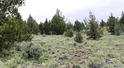 20 acres Oregon Forested Mountain land  near Lakeview & Drews Gap Summit