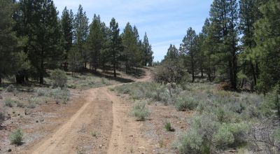 3 adjoining treed lots on cul de sac *