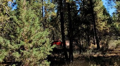 Trees - Meadows - Small Stream - Aspens