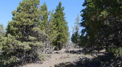 Heavily Treed * Huge Views To The West