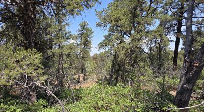 New Mexico Forested Mountain land - Borders Santa Fe National Forest & BLM Lands