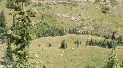 San Juan Mountains West of Lake City. Up the mountain from Henson Creek