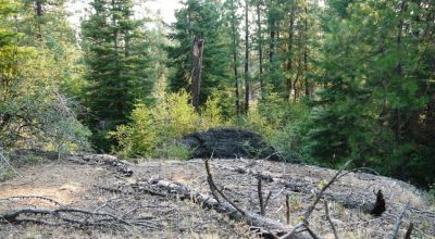 3 adjoining Lots - Trees Trees Trees - Quiet and Seclusion