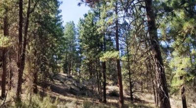 Bonanza Oregon land - 2 adjoining lots with Trees - Power at Road