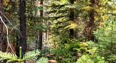 Heavily Forested property with incomplete steel pole metal roof shed/barn