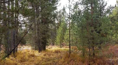 Pristine forest land with Crescent Creek - Trees - Meadows