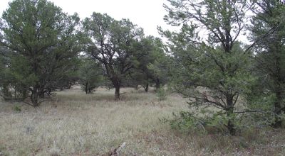 Secluded New Mexico  Land  Trees - Meadows - Roads - Peace & Quiet