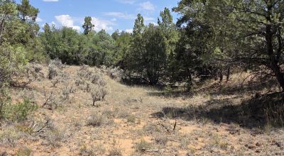 New Mexico Forested Mountain land - Borders Santa Fe National Forest & BLM Lands