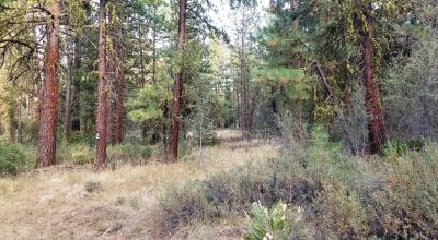 Forested Residential Buildable Parcel