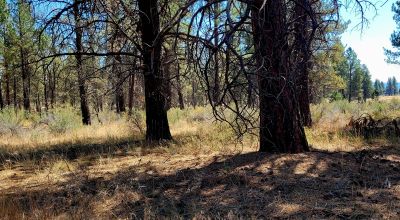 Park Like Settings on Over 2.5  acres Power at Property Line